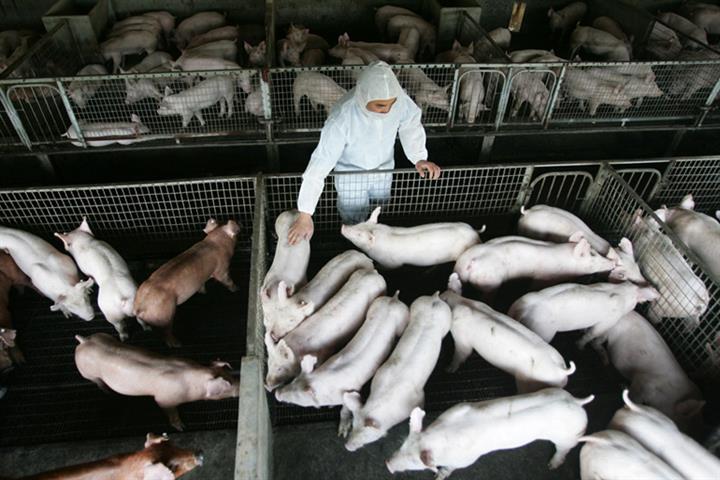China’s Live Hog Futures Drop Over 10% in Dalian Market Debut