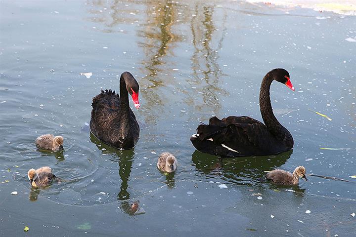 北京の旧夏の宮殿で見つかった鳥インフルエンザは管理下にある、とエージェンシーは言う