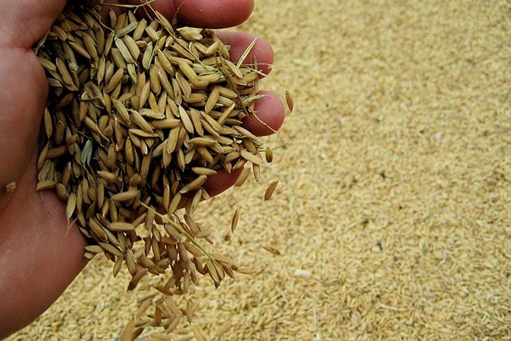 Using Wheat, Rice as Animal Feed Instead of Corn Won’t Affect China’s Grain Security, Official Says