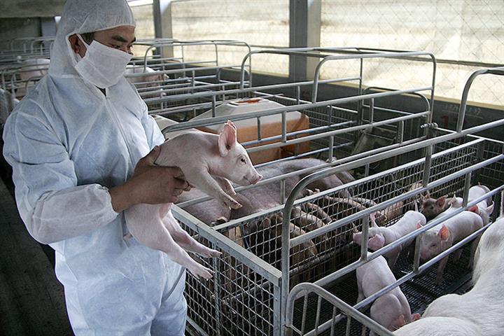 Chinese Pig Breeder New Hope’s Shares Dive on Dire First Quarter Profit Warning