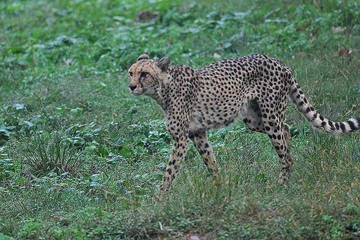 パンサーが杭州をストーカーするように、専門家は中国の増殖する動物園が安全に参加しなければならないと言います