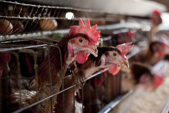 China Reports World’s First Human Case of H10N3 Bird Flu