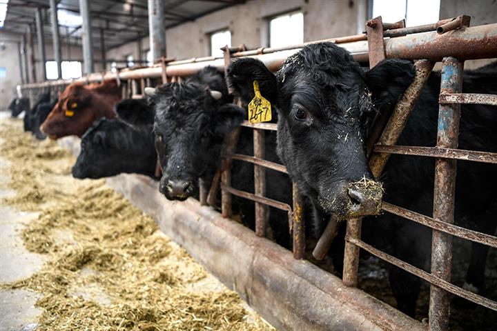 Pengdu Agriculture Jumps After Chinese Beef Producer Unveils USD531 Billion Cattle Plan