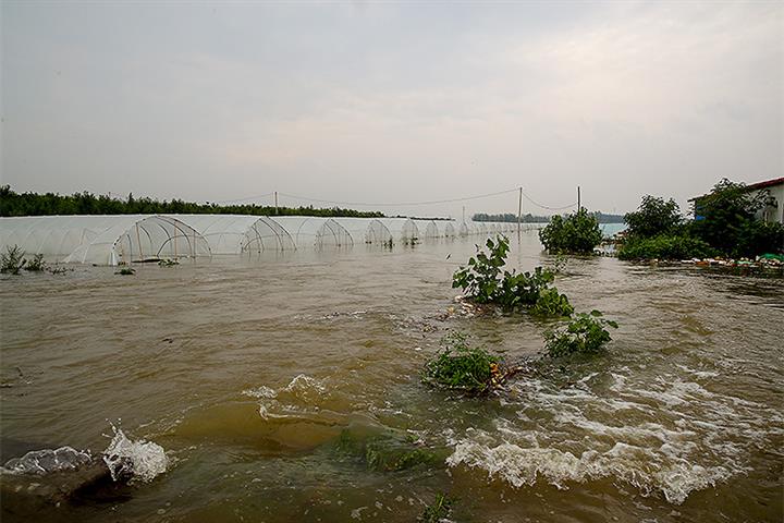 Heavy Rainfall Affects Henan’s Grain Growing, Pig Rearing Sectors
