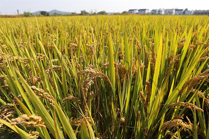 China’s Early-Season Rice Crop Rises 2.7% Despite Smaller Sowing Area