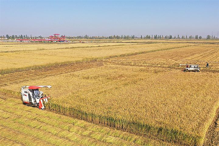 China Has Enough Grain as Crop Remains at Historic High for Seventh Year, Official Says