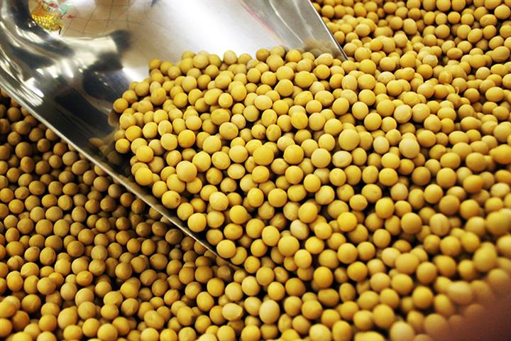 China Has Made Great Progress in GMO Soybean, Corn Projects, Ministry Official Says