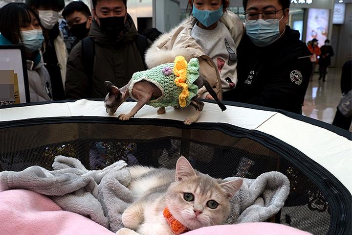 China’s Pet Market Grew 21% in 2021 Amid Young Adults' Animal Craze