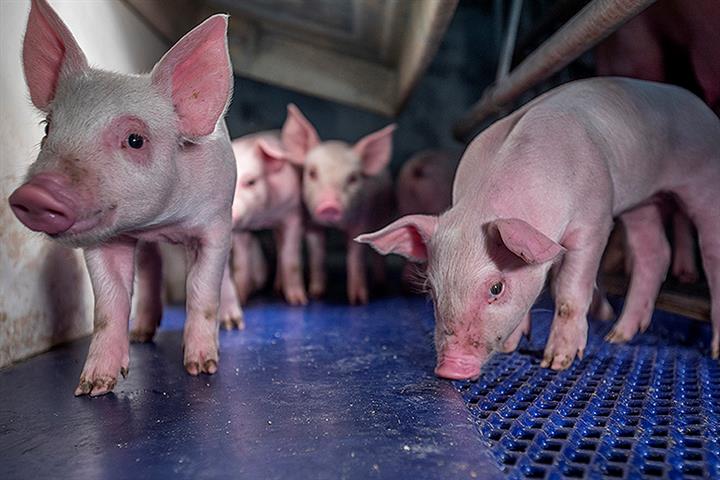 ロシアとウクライナの紛争が穀物価格をさらに押し上げる可能性があるため、中国の養豚農家はピンチを感じる