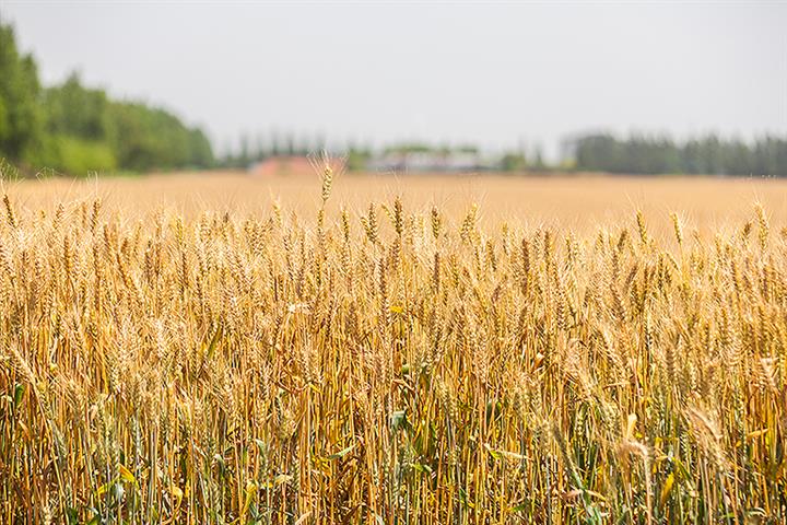 How Much Wheat China Will Import From Russia Is as Yet Unknown, Insiders Say