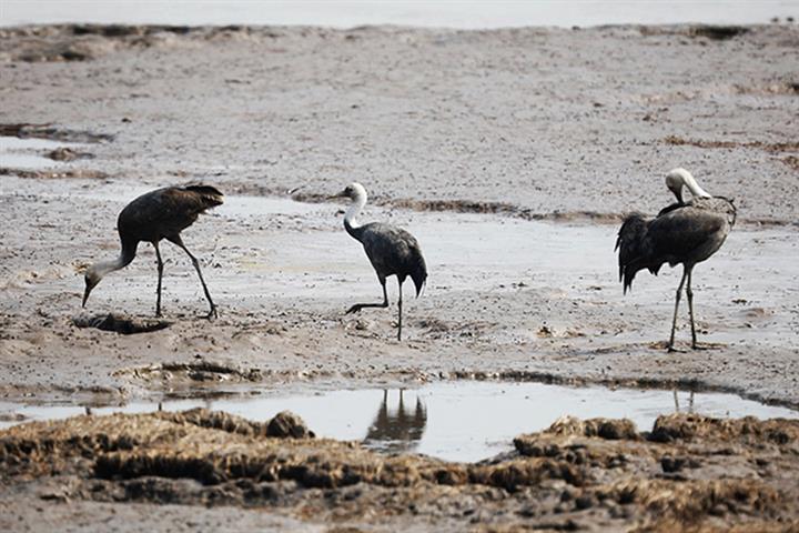 A Visit to Shanghai’s Dongtan Wetland, the Bird Paradise Applying for ...