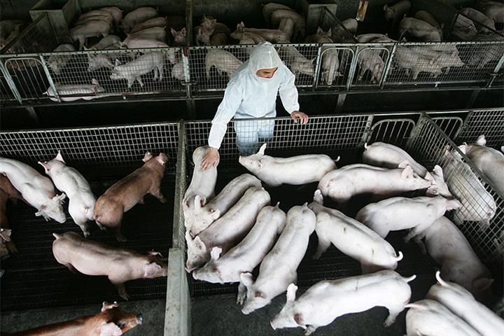 China’s Struggling Pig Farmers Should Return to Profit in Third Quarter, Agriculture Ministry Official Says