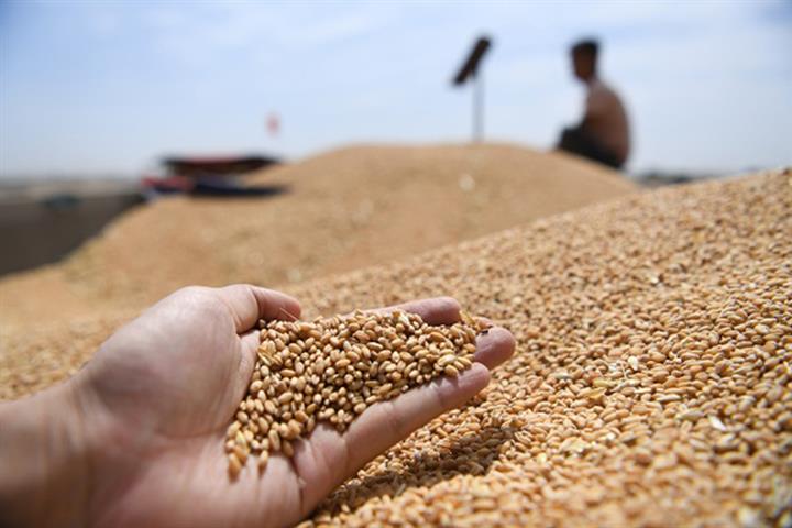 Chinese Farmers Hold Onto Their Wheat as Global Grain Prices Keep Rising