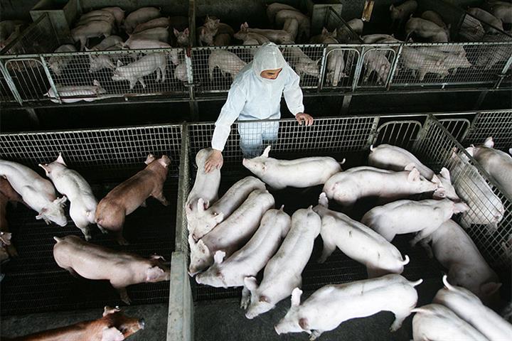 Chinese Pig Farmer Zhengbang Dives After Starting Pre-Insolvency Reorganization