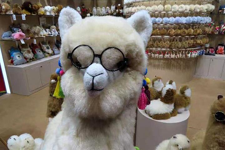 Peruvian Toy Alpacas Take Off in China Thanks to CIIE