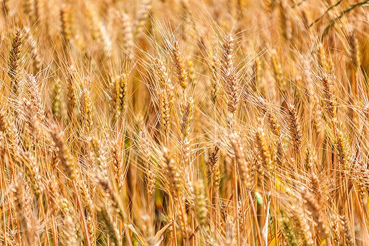 China's Wheat Prices Hit Record High Despite Bumper Crop