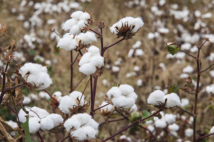 China’s Sunrise to Ensure Cotton Supply via USD81 Million Australian Farm Deal 