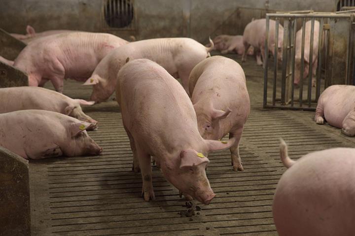 Huatong, Two Partners Plan USD1.1 Billion Hog Breeding Hub in China’s Jiangxi