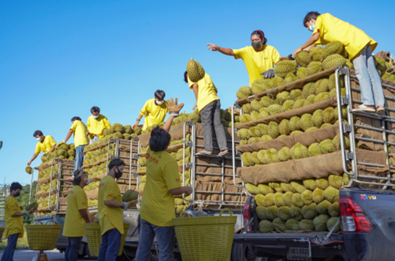 First Durians Imported From Philippines Enter China