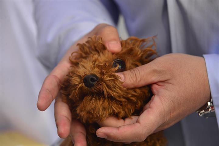 Pet Health Product Sales Top USD1.5 Billion on China’s Tmall