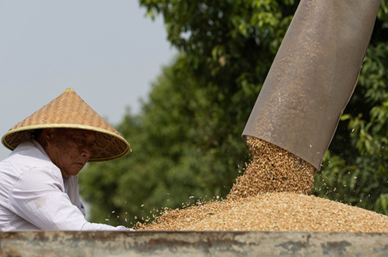 China’s Wheat Imports Surge 80% in January to April Amid Lower Global Prices