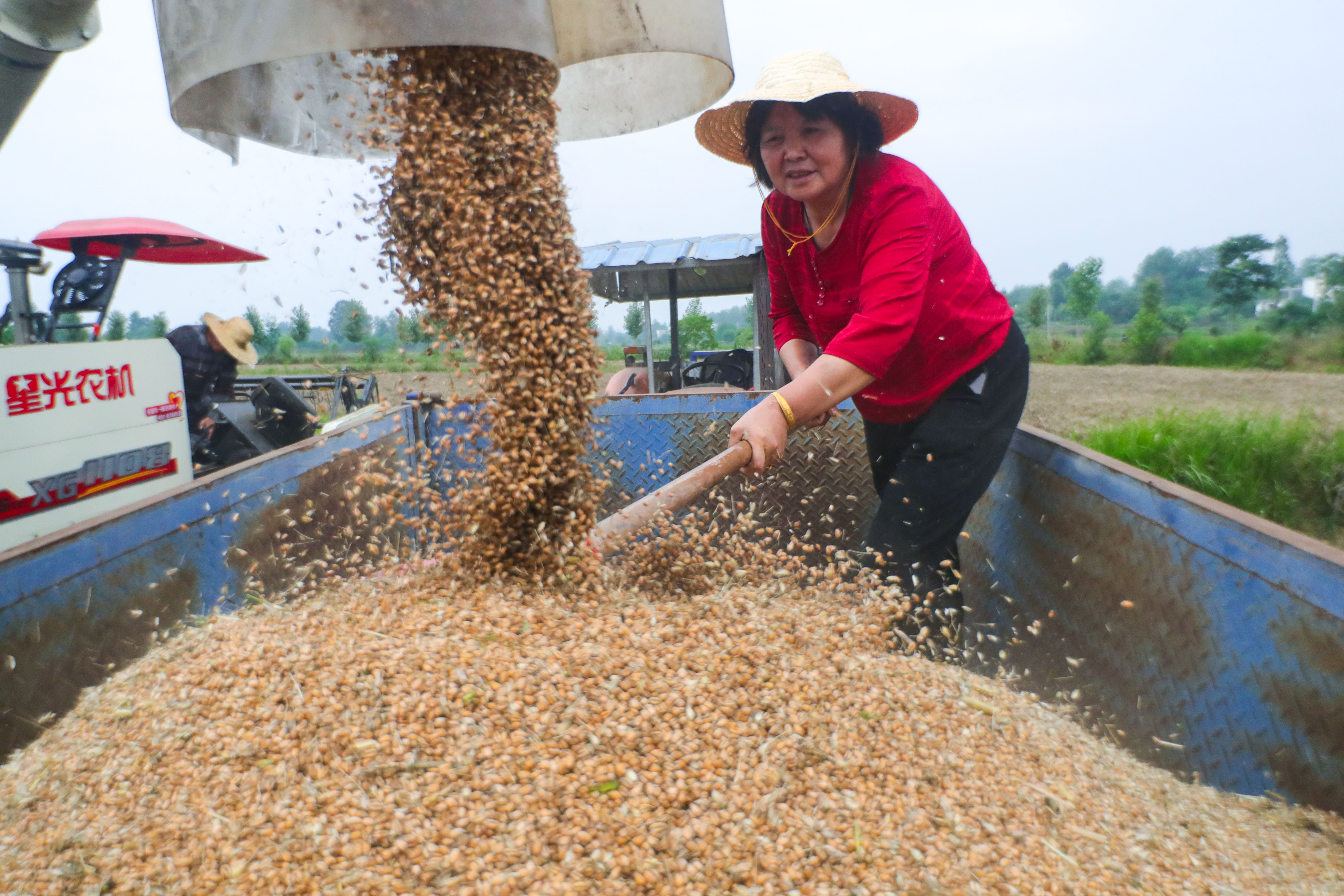 China Allots USD28 Million for Disaster Relief as Heavy Rains Hit Henan Wheat Harvest