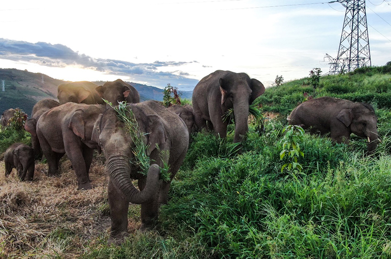 True Story of Elephant Herd’s 1,000 Km Wanderlust Through China to Hit Imax Theaters in 2024