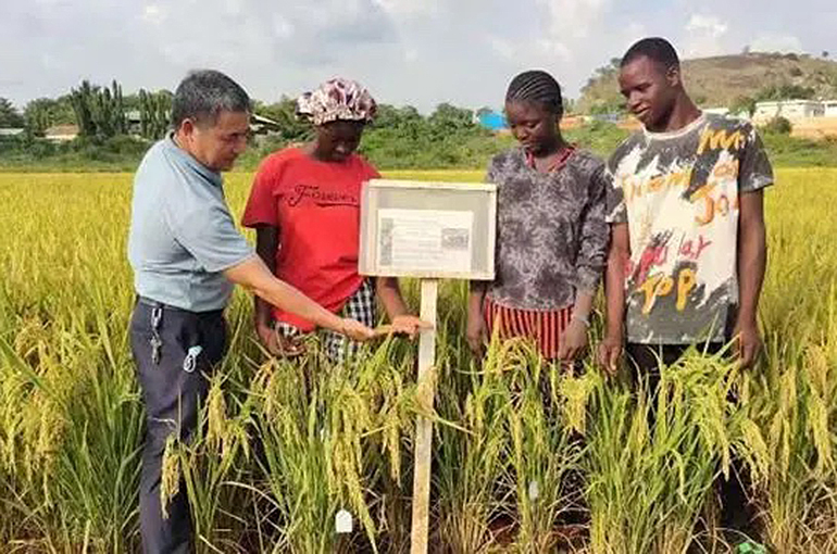 China Shares Tips to Empower African Farmers