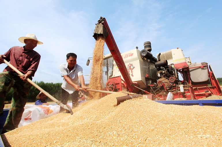 China’s Summer Grain Output Falls for First Time in Five Years