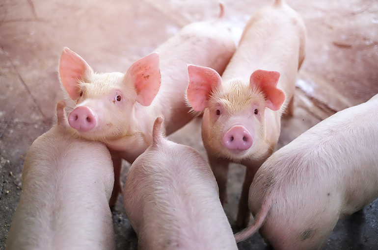China’s Anti-Trust Law Puts End to Pig Breeders’ Idea of Talent Poaching Ban