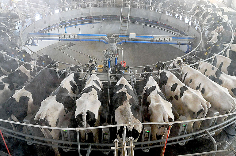 China’s Milk Industry Is Staring at New Cost Crisis After Surplus Turnaround