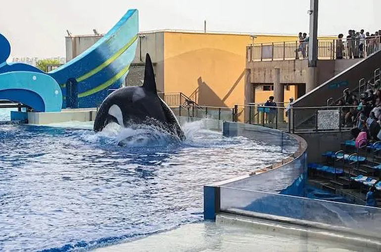 China’s Haichang Ocean Park to Expand Globally, Executive Director Says