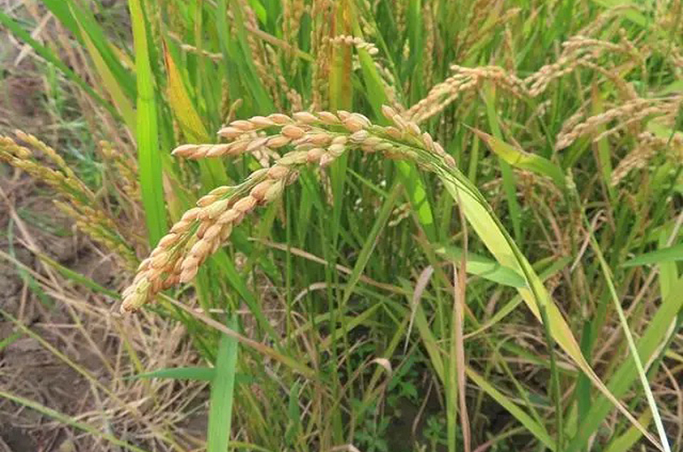 China's Hybrid Rice Gets Approval in Some African Countries, SAGC Researcher Says