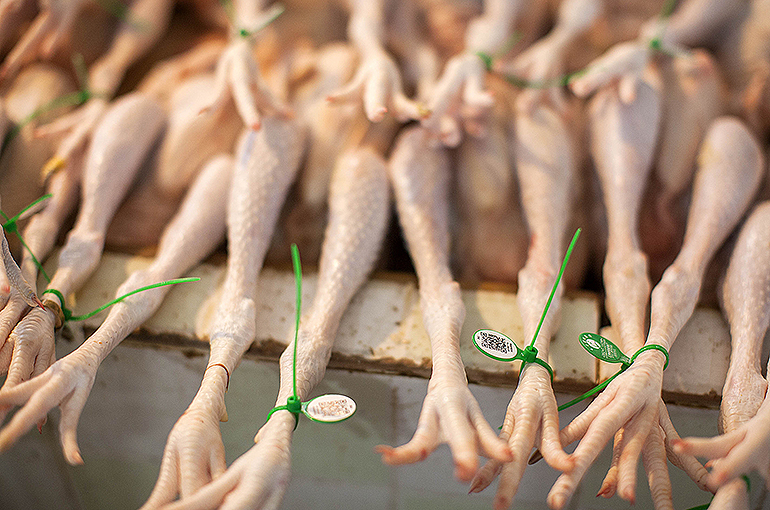 China Bans Imports of Mozambican Poultry Products Amid Bird Flu