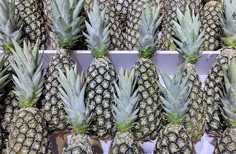 CIIE Visitors Throng for ‘World's Sweetest Pineapple’