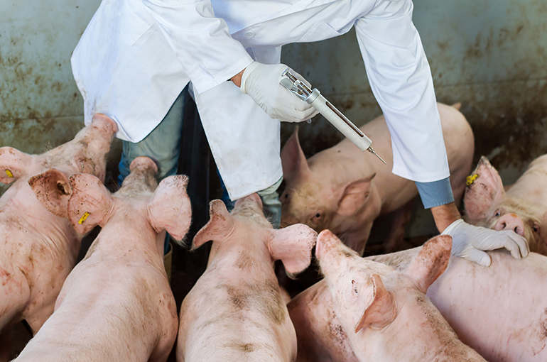 Jinyu Bio-Tech’s Shares Gain on Plan to Develop Swine Fever Jab