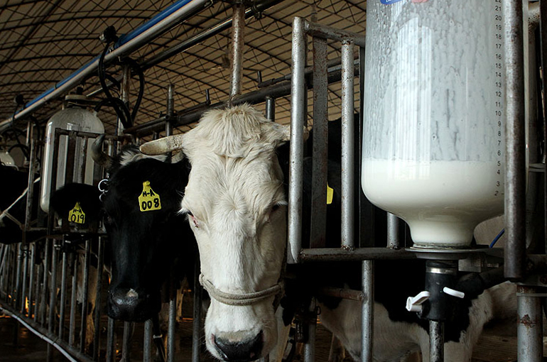 As Chinese Dairy Prices Drop, 2024 Could Be Worst for Farmers in Two Decades