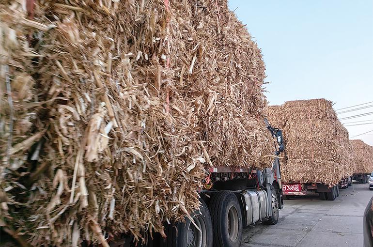 [Exclusive] Many Chinese Biomass Power Firms Go Bust as Organic Scrap Prices Soar, Subsidies Fizzle Out
