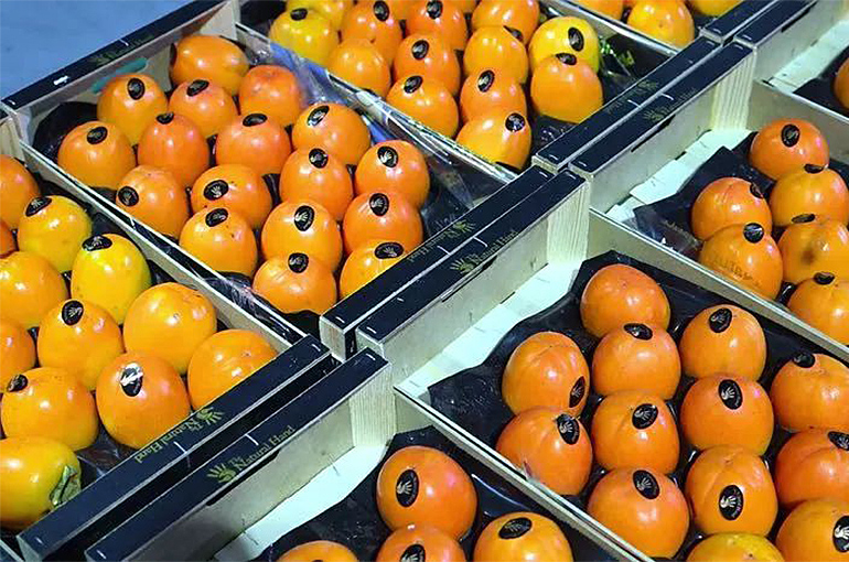 China's Pagoda Starts Selling First Spanish Persimmons