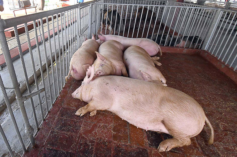 China’s Big Pig Breeders Racked Up USD1.4 Billion Annual Loss on Oversupply, Price Drop
