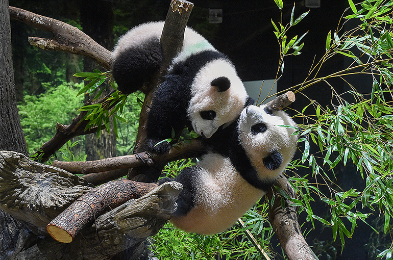 China Teams Up With San Diego, Madrid Zoos to Save Pandas