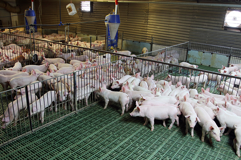 Chinese Pig Farmer Tech-Bank Food Slumps After Setting Out Debt Restructuring Plan