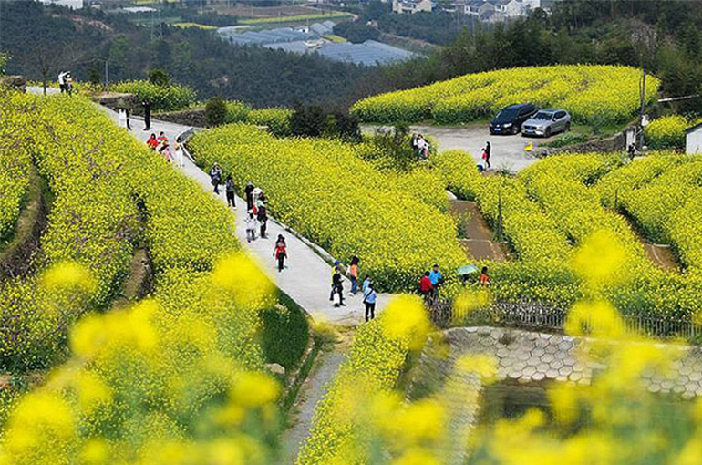 Chinese Plan Motoring, Tulip Field Holidays for Tomb Sweeping Festival