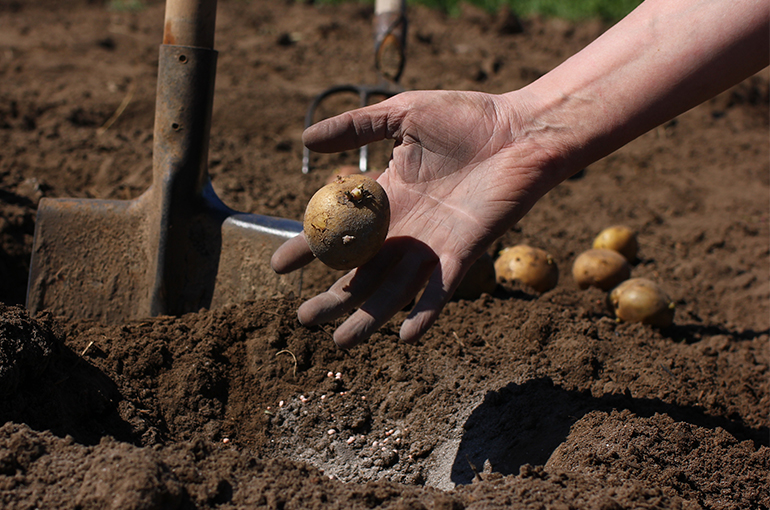 Chinese Scientists Develop Hybrid Potato Seeds to Cut Planting Costs in Africa