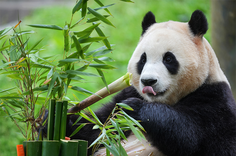 South Korean Tours to China Surge Over Seven-Fold in May After Giant Panda Returns Home