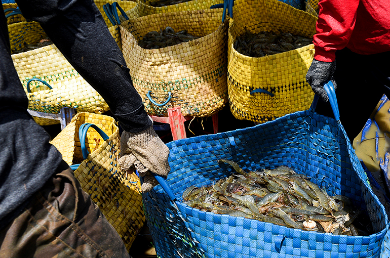 China Surpasses US as Largest Importer of Vietnamese Shrimp