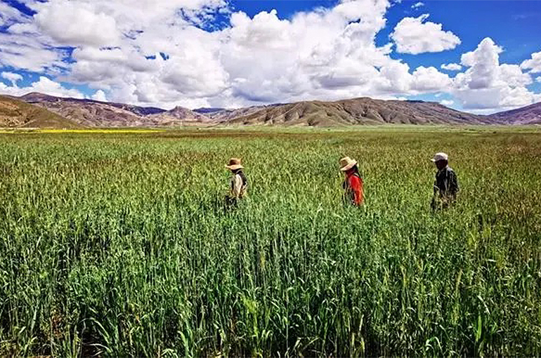 Chinese Cosmetics Firm Chando’s Grass Planting Project in Himalayas Boosts Local Economy