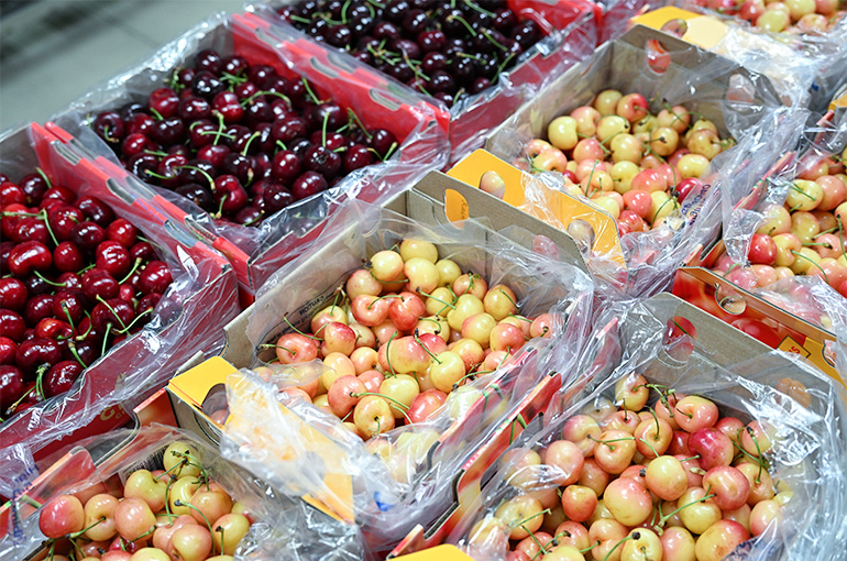 Chilean Cherry Prices Drop in China After Bumper Crop