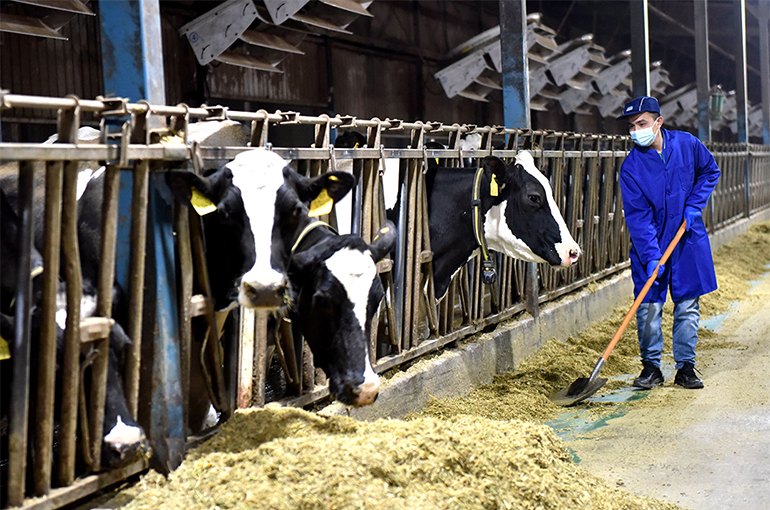 China’s Fresh Milk Suppliers Brace for Losses in 2024 Amid Ongoing Supply Glut