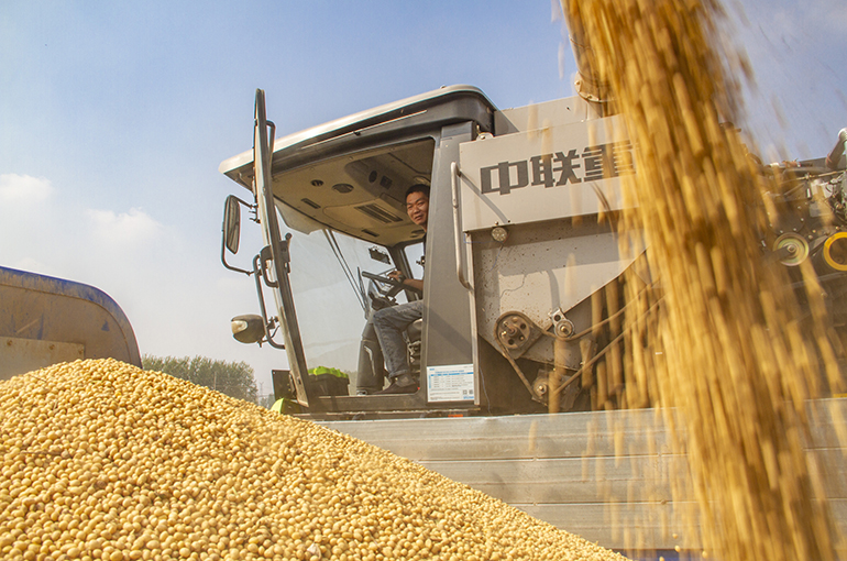 Chinese Soybean Market Holds Up as US Imports Plummet